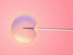 试管婴儿囊胚移植是什么？成功率更高？广州无证试管婴儿多少钱