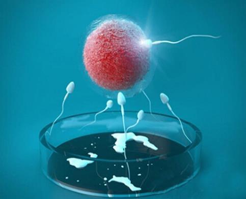 2022年10月24日出生是什么命，2022年10月24日五行缺金女孩高分名字推荐，今天出生什么星座？试管取出两个卵能做胚胎吗